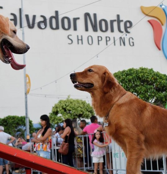 Feira Mais Pet celebra ‘Dia do AUmigo’ no Salvador Norte Shopping