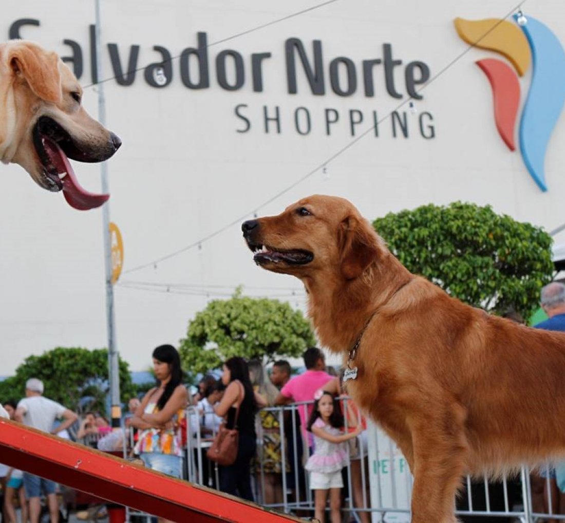 [Feira Mais Pet celebra ‘Dia do AUmigo’ no Salvador Norte Shopping]